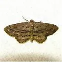 Brenda's Hypagyrtis Moth - Hodges#6657 - photo 2