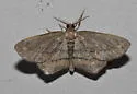 Brenda's Hypagyrtis Moth - Hodges#6657 - photo 3