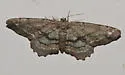 Brenda's Hypagyrtis Moth - Hodges#6657 - photo 4