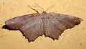 Esther Moth - Hodges#6655