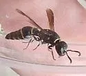 Hypalastoroides mexicanus