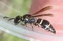 Hypalastoroides mexicanus - photo 2