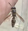 Hypalastoroides mexicanus - photo 3