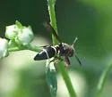 Hypalastoroides mexicanus - photo 4