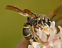 Hypalastoroides slevini - photo 2