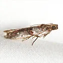 Hypargyria slossonella - Hodges#5711