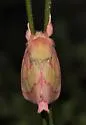 Pink Prominent - Hodges#8022 - Hyparpax aurora