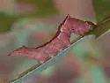 Pink Prominent - Hodges#8022 - photo 2