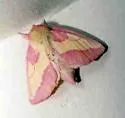 Pink Prominent - Hodges#8022 - photo 3