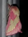 Pink Prominent - Hodges#8022 - photo 4