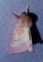 Pink Prominent - Hodges#8022 - photo 5