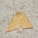 Hyparpax aurostriata - Hodges#8025