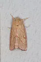 Hyparpax aurostriata - Hodges#8025 - photo 3