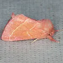 Hyparpax aurostriata - Hodges#8025 - photo 4