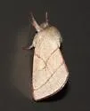 Hyparpax perophoroides - Hodges#8026