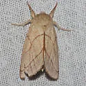 Hyparpax perophoroides - Hodges#8026 - photo 2