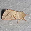 Hyparpax perophoroides - Hodges#8026 - photo 3