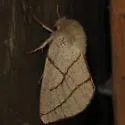 Hyparpax perophoroides - Hodges#8026 - photo 4