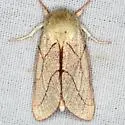 Hyparpax perophoroides - Hodges#8026 - photo 5