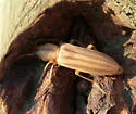 Hypasclera dorsalis
