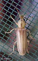 Hypasclera dorsalis - photo 3