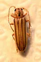 Hypasclera dorsalis - photo 4