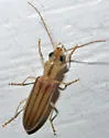 Hypasclera dorsalis - photo 5