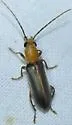 Hypasclera nesiotes