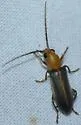 Hypasclera nesiotes - photo 2
