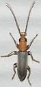 Hypasclera nesiotes - photo 3