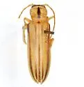 Hypasclera pleuralis 0 - Hypasclera pleuralis