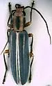 Hypasclera pseudosericea