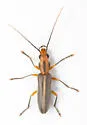 Hypasclera pseudosericea - photo 2