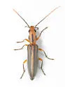 Hypasclera pseudosericea - photo 4