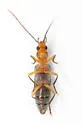 Hypasclera pseudosericea - photo 5