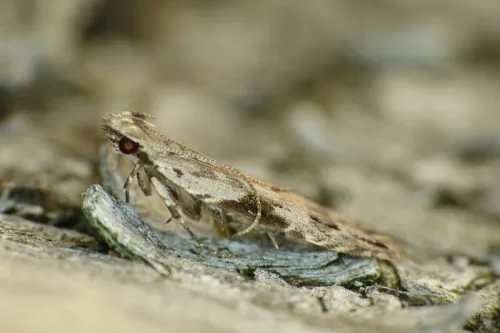 Hypatima rhomboidella - photo 2