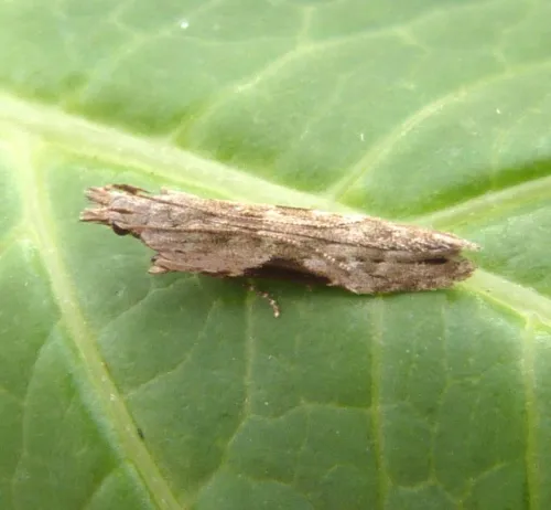 Hypatima rhomboidella - photo 3