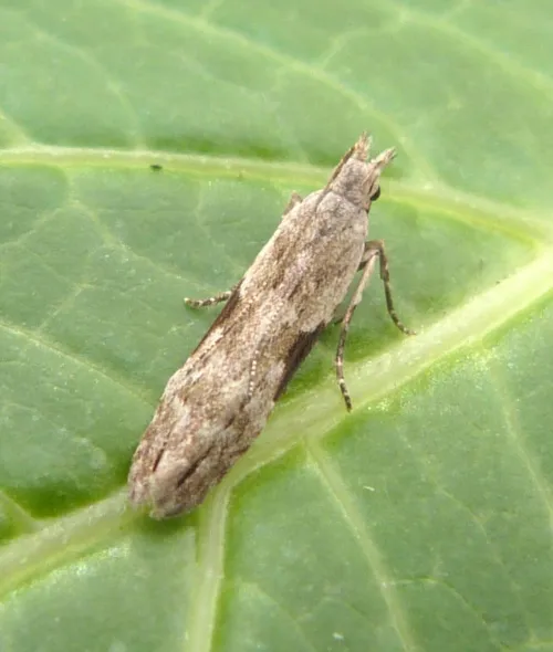 Hypatima rhomboidella - photo 4