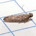 Hypatima sp. 1 - Hodges#2258.1 - photo 2