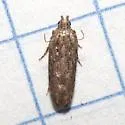 Hypatima sp. 1 - Hodges#2258.1 - photo 3