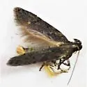Hypatima sp. 1 - Hodges#2258.1 - photo 4
