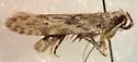 Hypatima sp. 2 - Hodges#2258.2 - photo 2