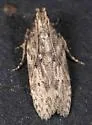 Hypatima sp. 2 - Hodges#2258.2 - photo 3