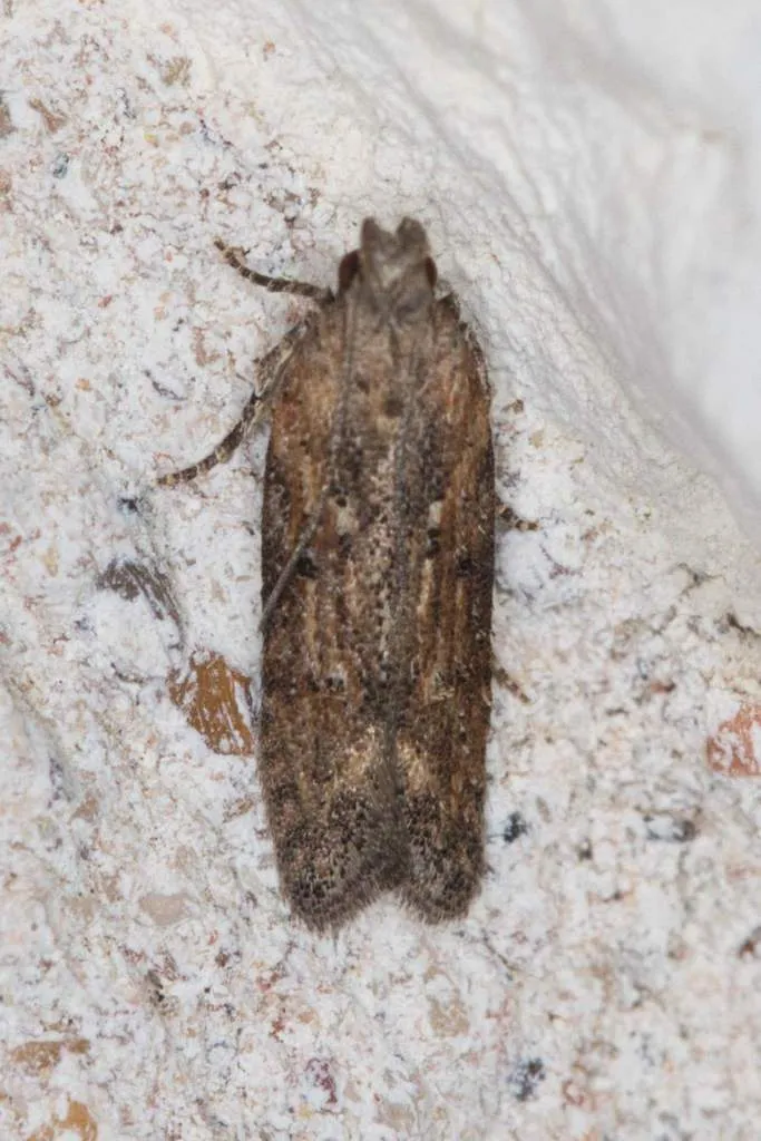 Hypatima zesticopa - Hodges#2258 - photo 2
