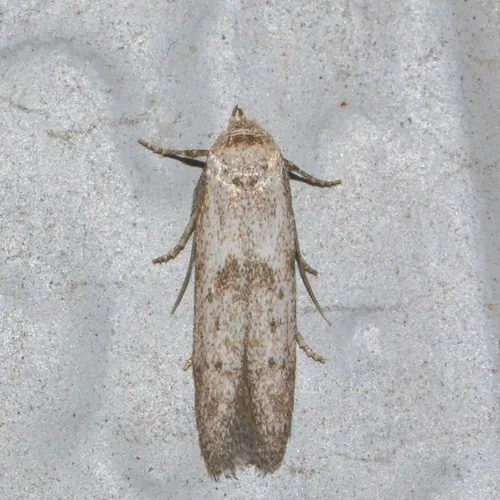Hypatopa punctiferella - Hodges#1208