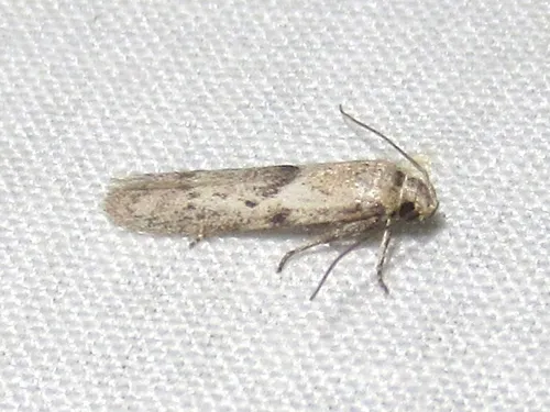 Hypatopa punctiferella - Hodges#1208 - photo 6