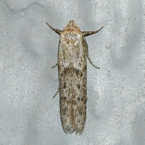 Hypatopa punctiferella - Hodges#1208 - photo 2