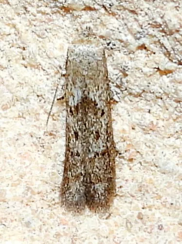 Hypatopa punctiferella - Hodges#1208 - photo 3