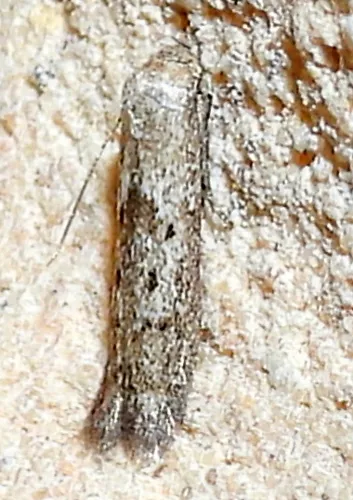 Hypatopa punctiferella - Hodges#1208 - photo 4