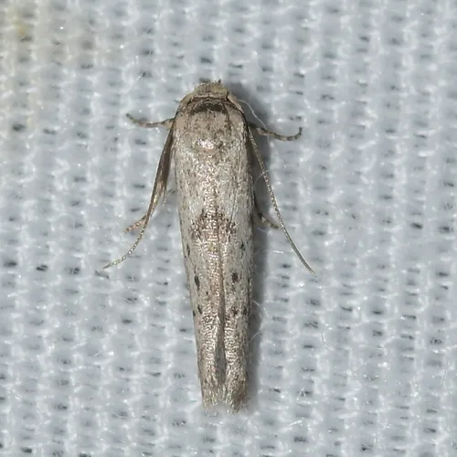 Hypatopa punctiferella - Hodges#1208 - photo 5